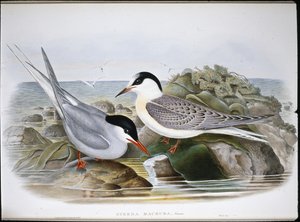 Arctic Tern by John (after) Gould