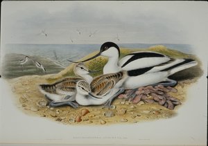 Avocet by John (after) Gould