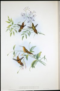 Belted Hermit and Bishop Hermit by John (after) Gould