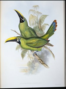 Black-throated Groove-bill Toucan by John (after) Gould