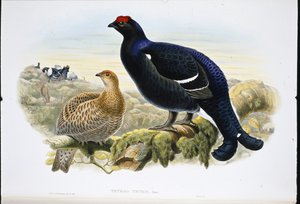 Blackcock (Tetrao Tetrix) by John (after) Gould
