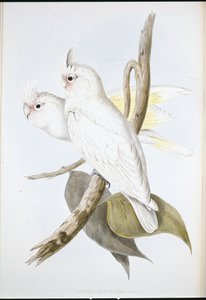 Blood-stained Cockatoo