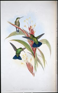 Blue-tailed Mango Hummingbird by John (after) Gould