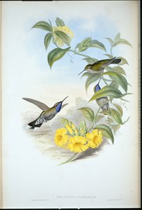 Blue-throated Cazique (Delattria clemenciae) by John (after) Gould