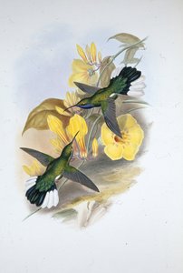Blue-throated Sabre-wing by John (after) Gould