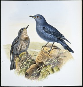 Blue Rock Thrush by John (after) Gould
