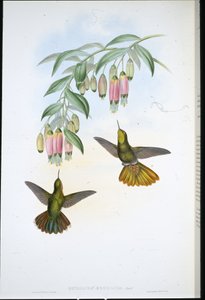 Brassy Tail (Metallura Aeneicauda)