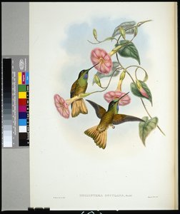Buff-tailed Star-frontlet by John (after) Gould