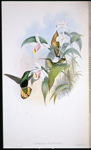 Buff-tailed Velvet-breast by John (after) Gould