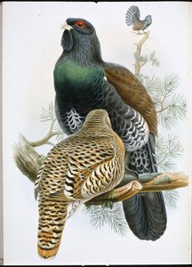 Capercailzie (Tetrao Urogallus) by John (after) Gould