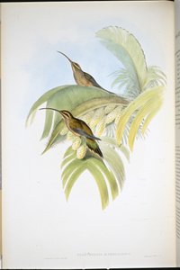 Cayenne Hermit by John (after) Gould
