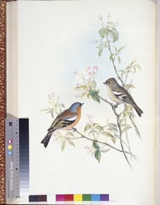 Chaffinch by John (after) Gould