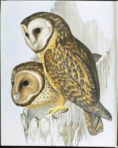 Chestnut faced Owl by John (after) Gould