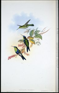 Columbian Panoplites / Columbian Wood-nymph (Thalurania colombica) by John (after) Gould