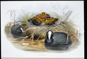Coot by John (after) Gould