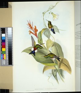 Coppery-bellied Puff Leg by John (after) Gould