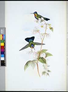 Costa-Rican Hummingbird by John (after) Gould