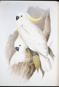 Crested Cockatoo by John (after) Gould