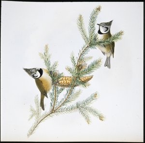 Crested Tit by John (after) Gould