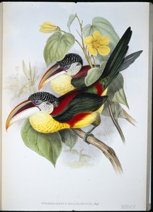 Curl-crested Aracari by John (after) Gould