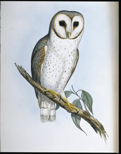 Delicate Owl (Strix Delicatulis) by John (after) Gould