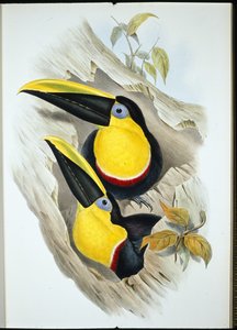 Doubtful Toucan by John (after) Gould