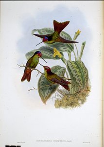 Ecuadorean Rainbow by John (after) Gould