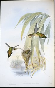 Eurynome Hermit by John (after) Gould