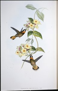 Fawn-tailed Barbed-throat Hummingbird by John (after) Gould