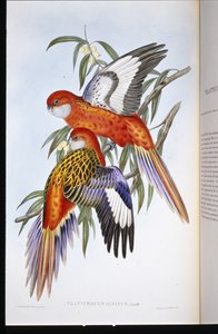 Fiery Parakeet