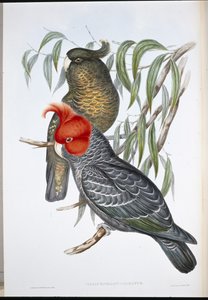 Gang-gang Cockatoo (Callocephalon Galeatum)