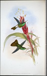 Golden-tailed Plumeleteer (Hypuroptila Urochrysia) by John (after) Gould
