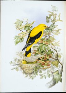 Golden Oriole (Oriolus Galbula) by John (after) Gould