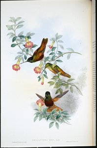 Golden Star-frontlet (Helianthea eos) by John (after) Gould