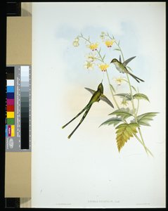 Graceful Train-bearer (Lesbia gracilis) by John (after) Gould
