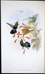 Grass-green-breasted Carib by John (after) Gould