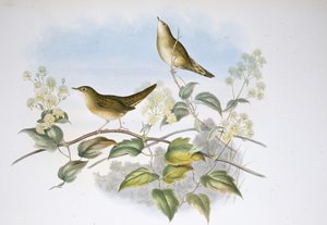 Grasshopper Warbler