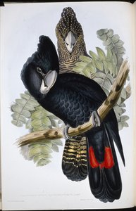 Great Billed Black Cockatoo