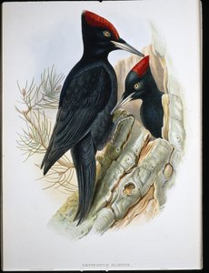 Great Black Woodpecker (Dryocopus Martius) by John (after) Gould