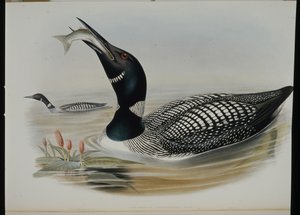Great Northern Diver (Colymbus Glacialis)