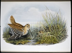 Great Snipe