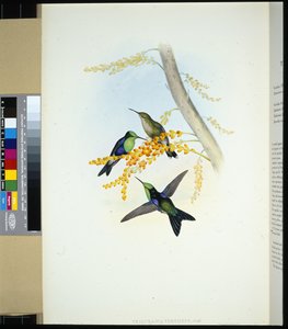 Green-crowned Panoplites (Thalurania verticeps) by John (after) Gould