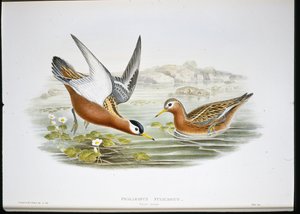 Grey Phalarope