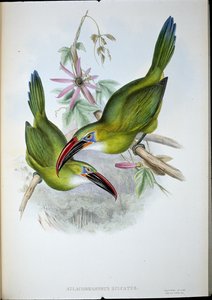 Groove-Bill Toucan by John (after) Gould