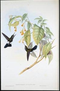 Hoary Puff-leg by John (after) Gould