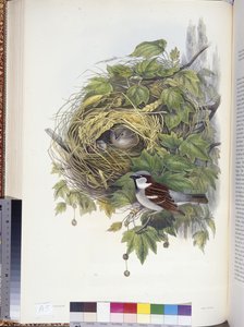House Sparrow (Passer domesticus) by John (after) Gould