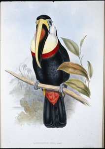 Inca Toucan by John (after) Gould