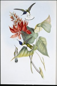 Jacobin by John (after) Gould