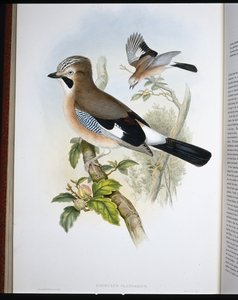 Jay