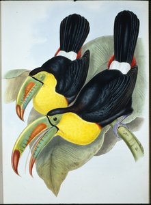 Keel-billed Toucan (Ramphastos Carinatus)